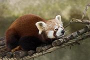 The red panda is found in the Himalayan foothills, which extend through Northeast India.